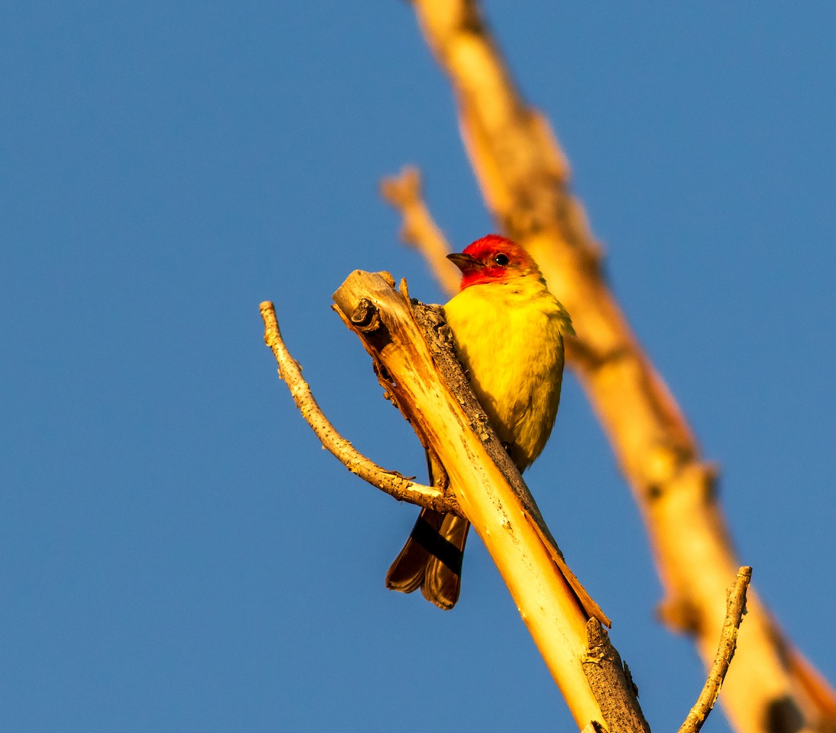 Western Tanager - ML640287262