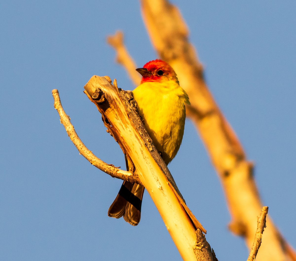 Western Tanager - ML640287265