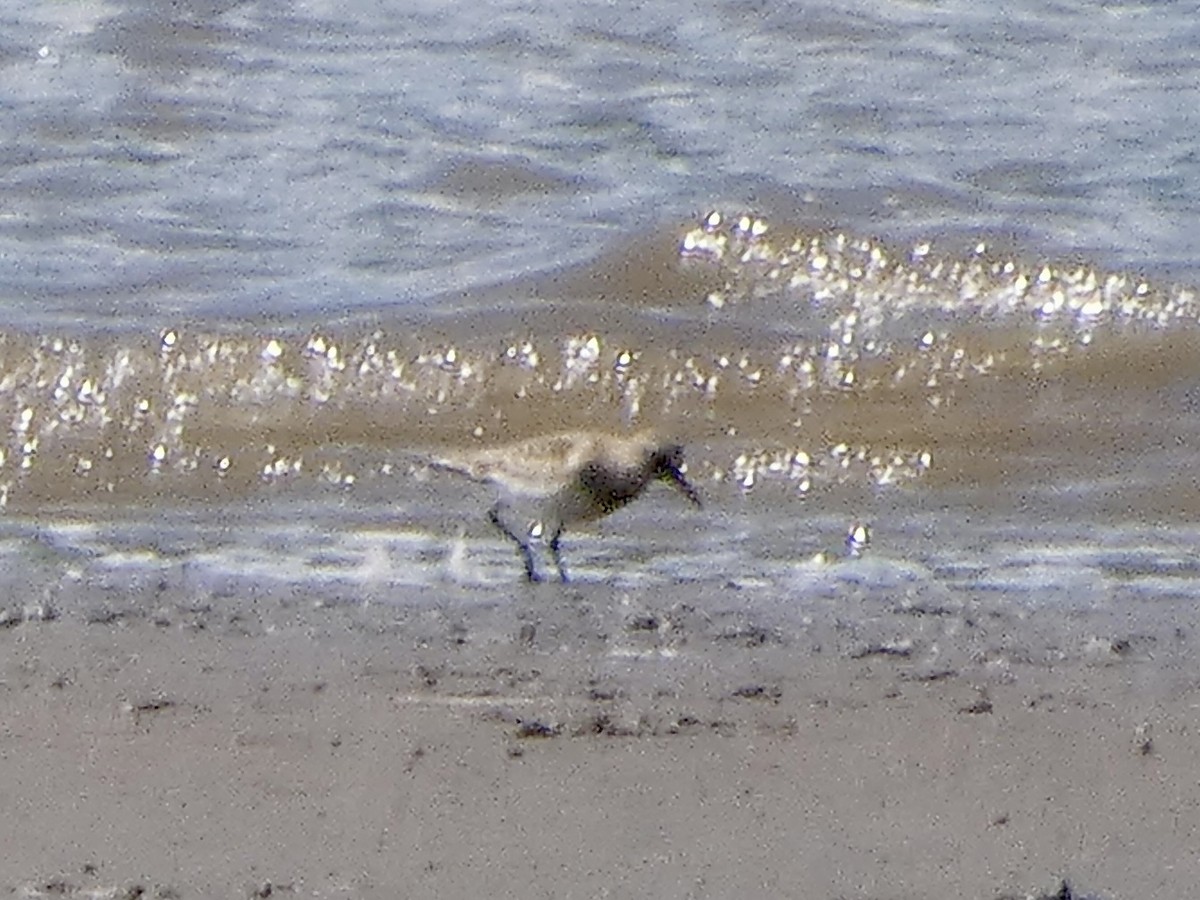 Baird's Sandpiper - ML640287266