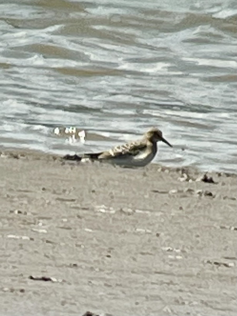 Baird's Sandpiper - ML640287267