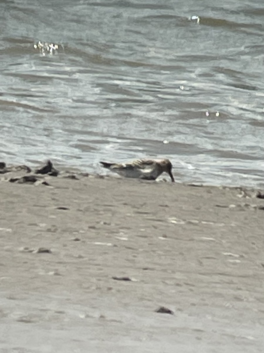 Baird's Sandpiper - ML640287268