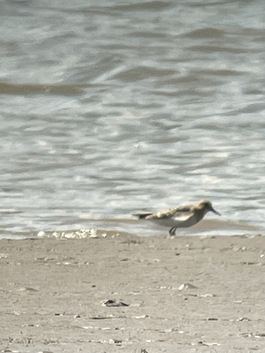 Baird's Sandpiper - ML640287269