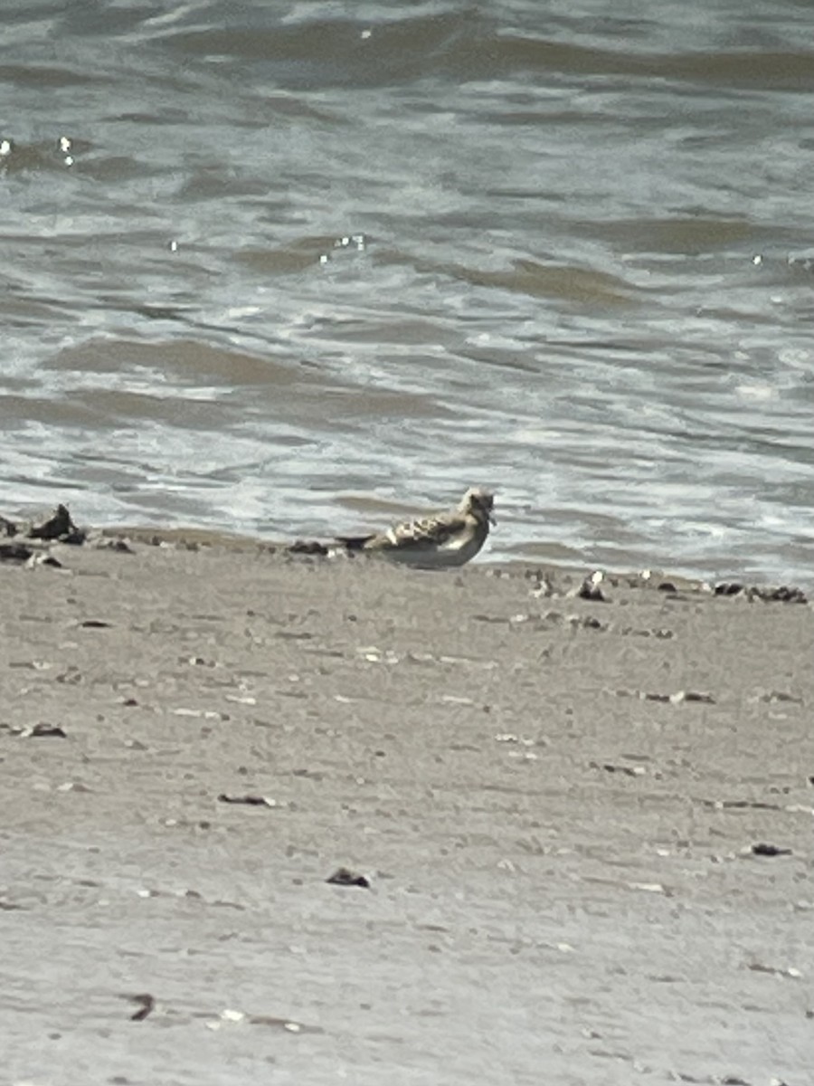 Baird's Sandpiper - ML640287270
