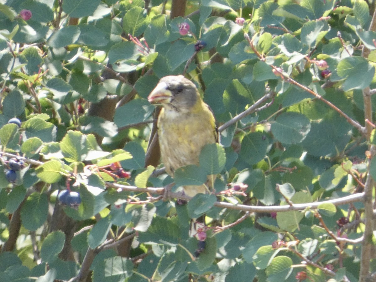 Evening Grosbeak - ML640287298