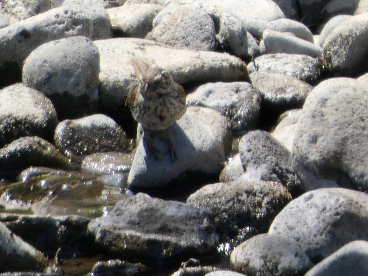 Song Sparrow - ML640287310