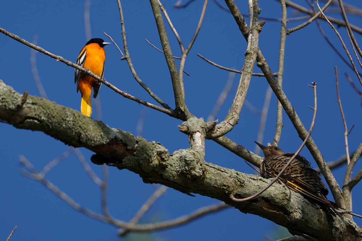 Baltimore Oriole - ML640287312