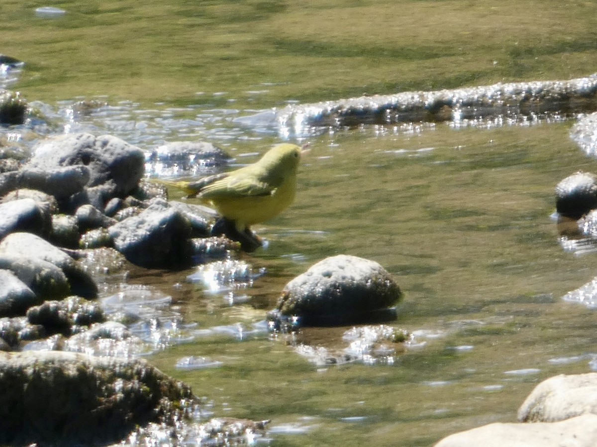 Yellow Warbler - ML640287313