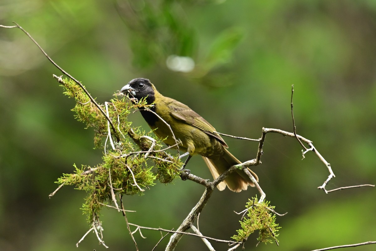 Crimson-collared Grosbeak - ML640287316