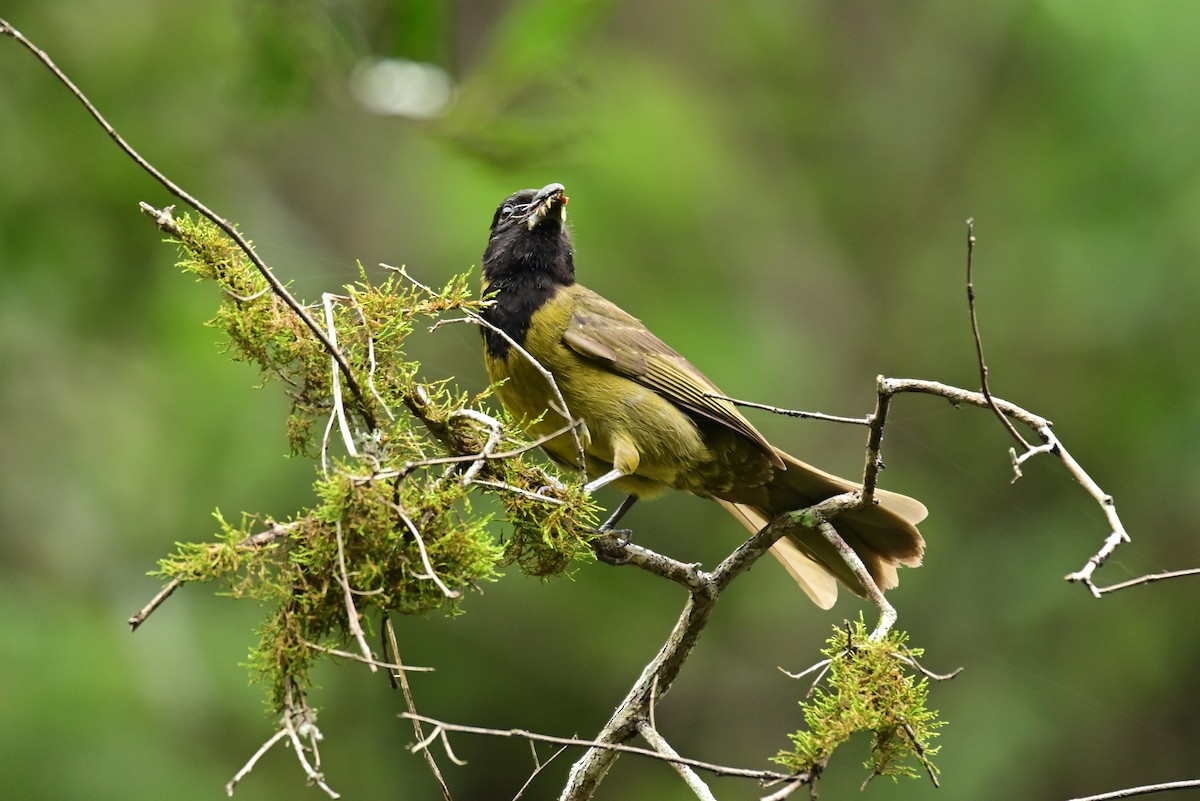 Crimson-collared Grosbeak - ML640287317
