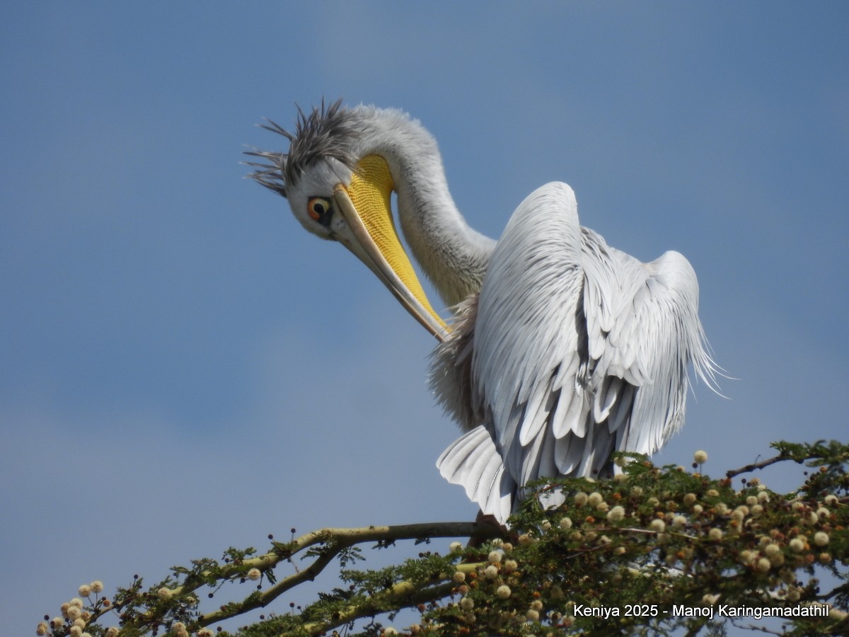 Great White Pelican - ML640287327