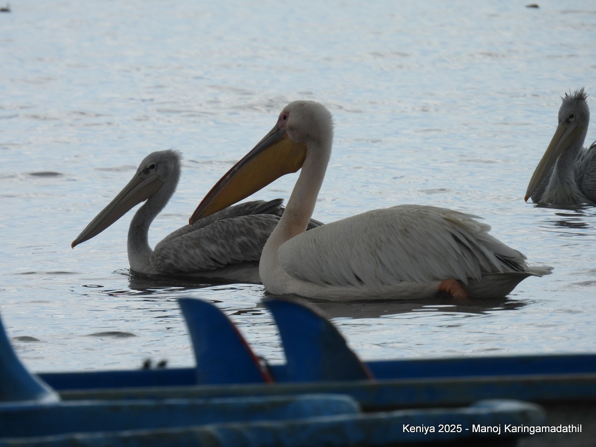 Great White Pelican - ML640287328