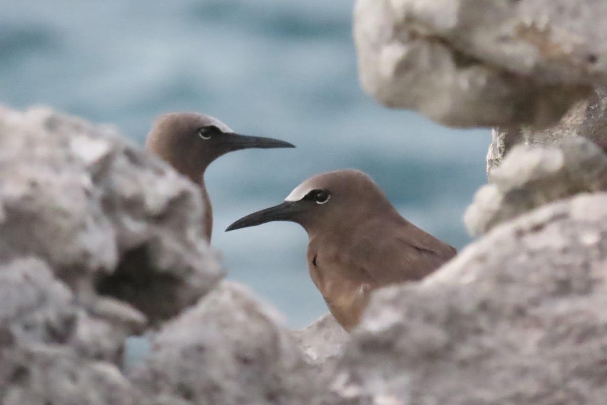 Brown Noddy - ML640287348