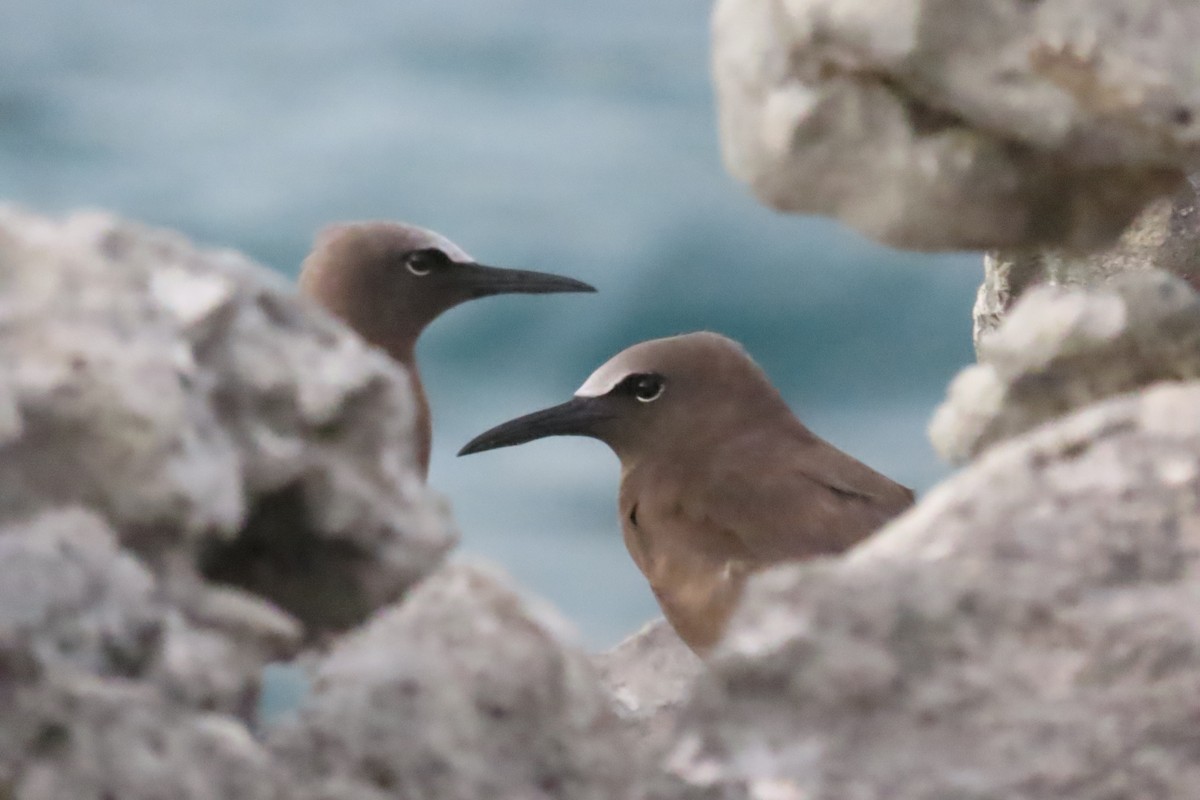 Brown Noddy - ML640287374