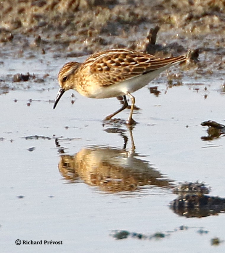 Least Sandpiper - ML640287401