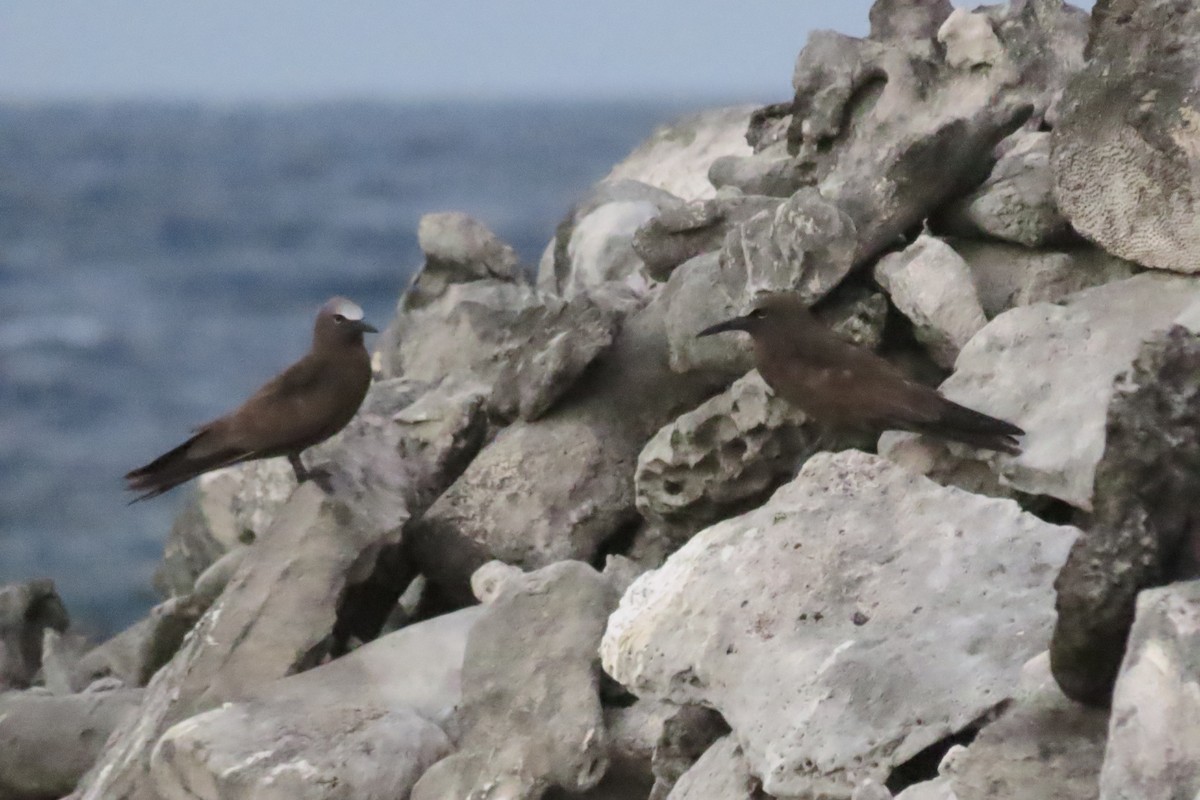 Brown Noddy - ML640287402