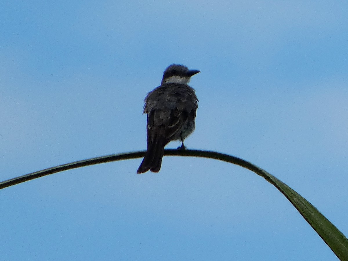 Gray Kingbird - ML640287404