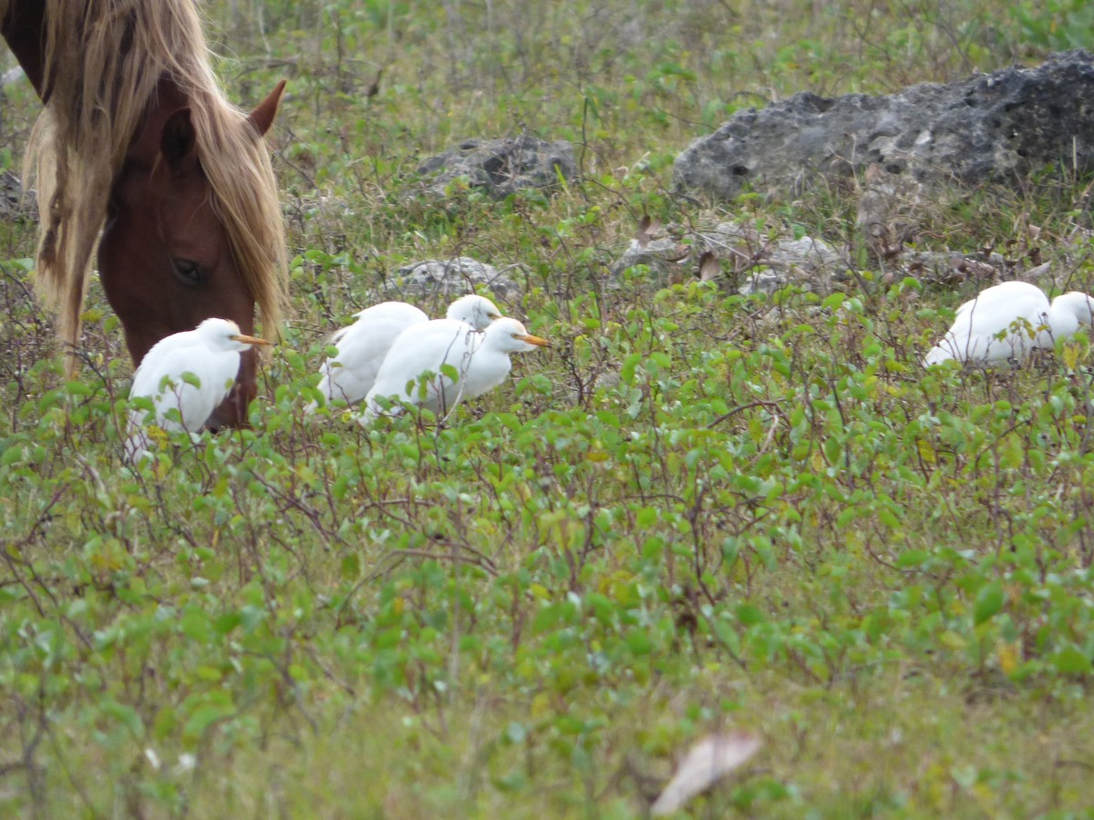 Western Cattle Egret - ML64028751