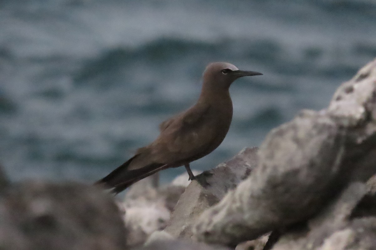 Brown Noddy - ML640287577