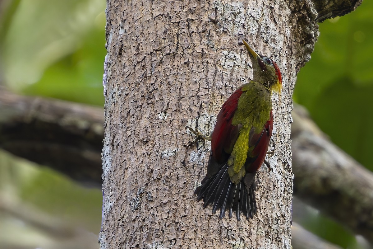 Crimson-winged Woodpecker - ML640287635