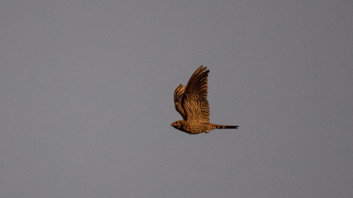 Band-tailed Nighthawk - ML640287673