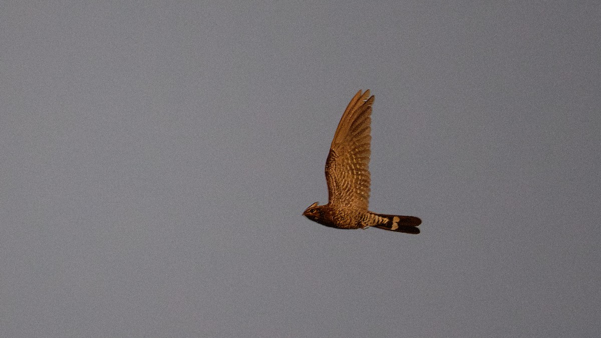 Band-tailed Nighthawk - ML640287675