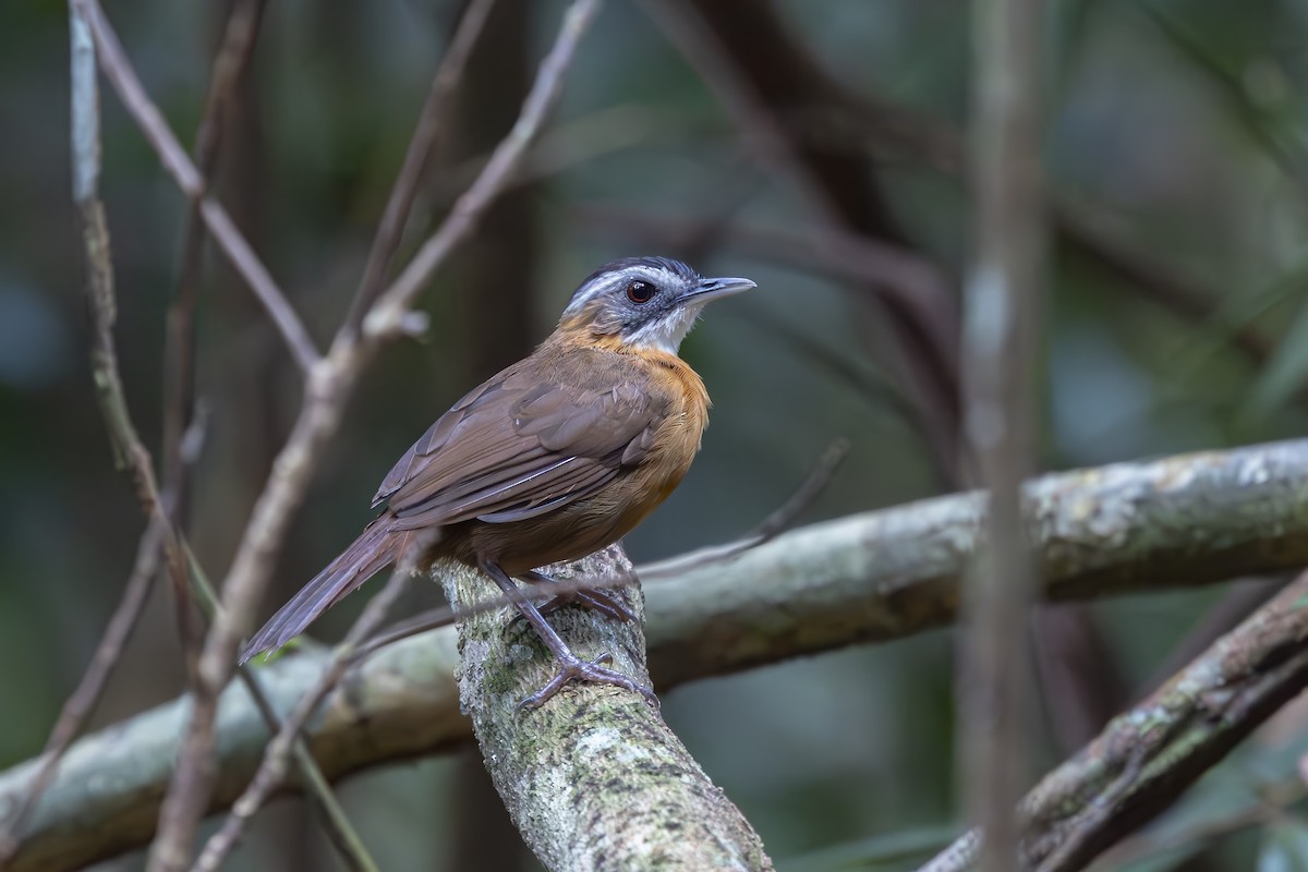 Malayan Black-capped Babbler - ML640287683