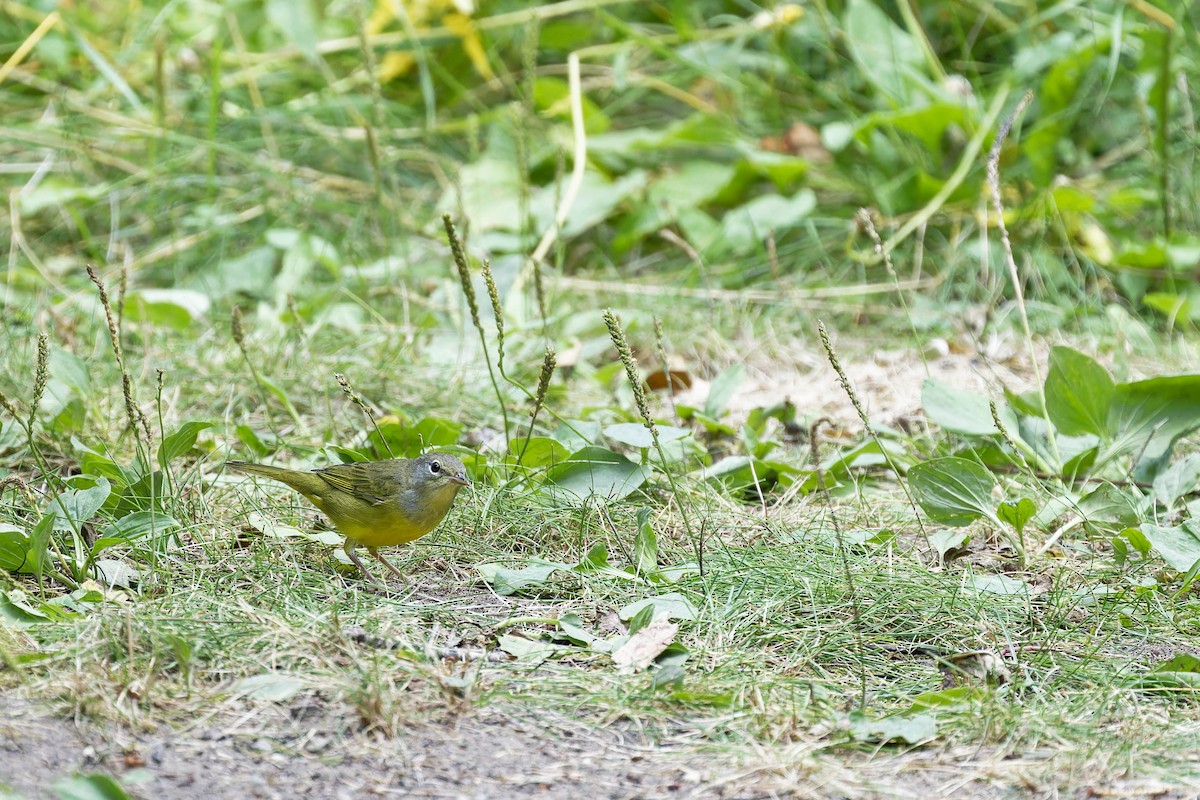 Connecticut Warbler - ML640287690