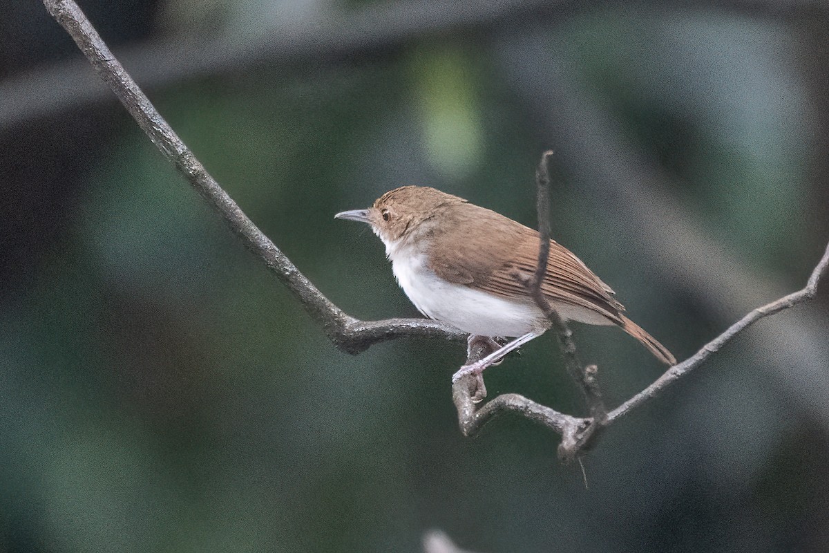 White-chested Babbler - ML640287691