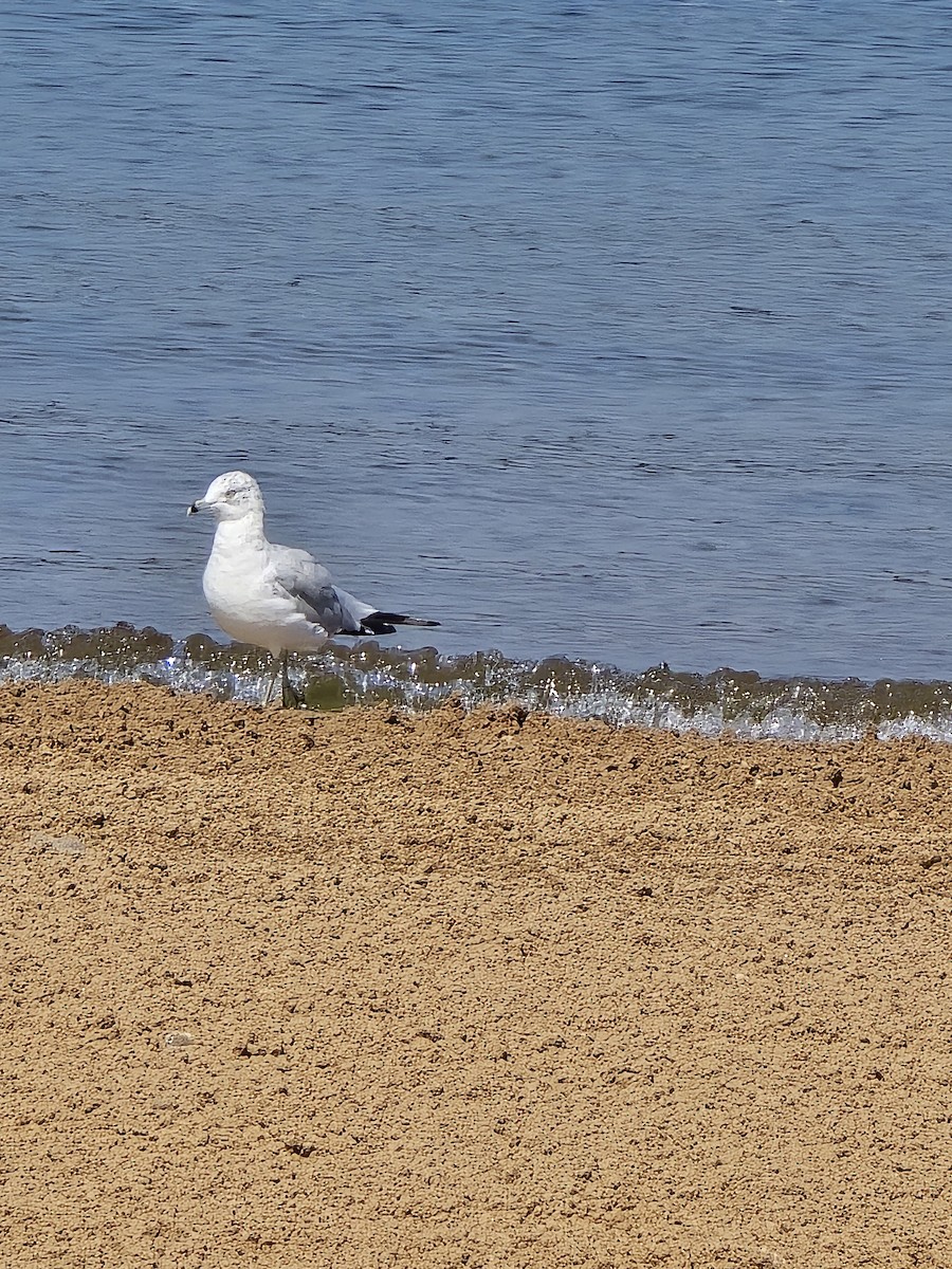 Ring-billed Gull - ML640287711