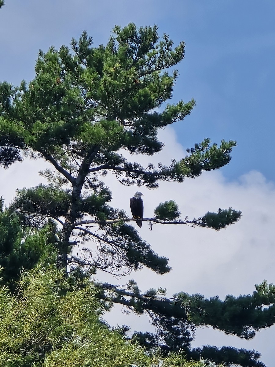 Bald Eagle - ML640287723