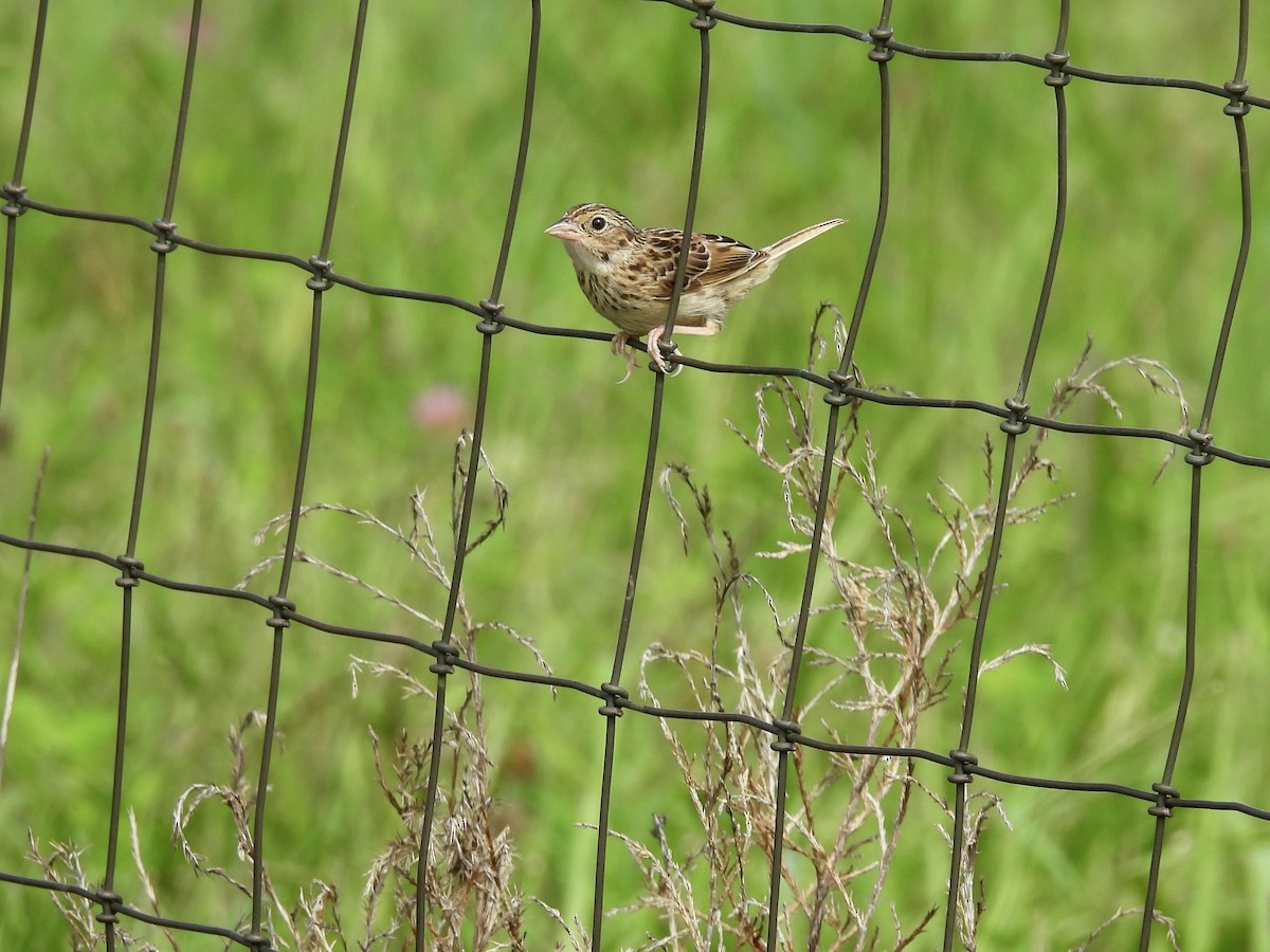 Grasshopper Sparrow - ML640287727