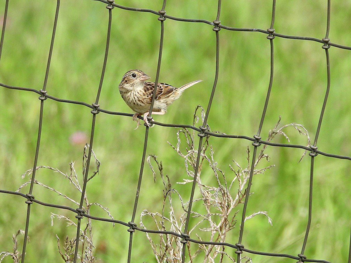 Grasshopper Sparrow - ML640287728