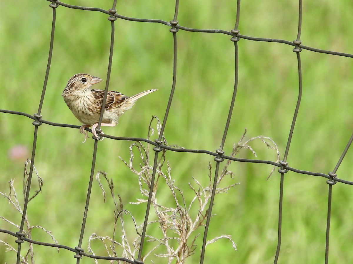 Grasshopper Sparrow - ML640287729