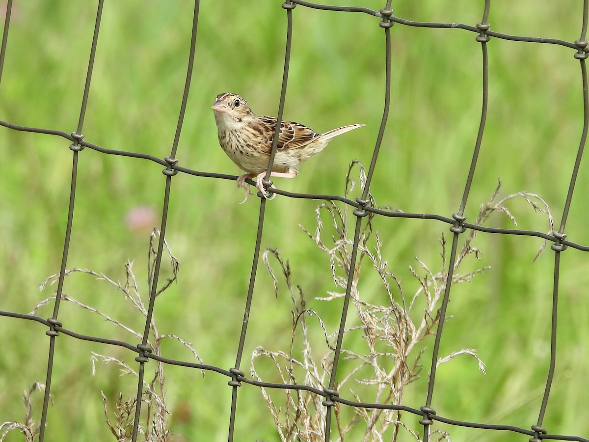 Grasshopper Sparrow - ML640287730