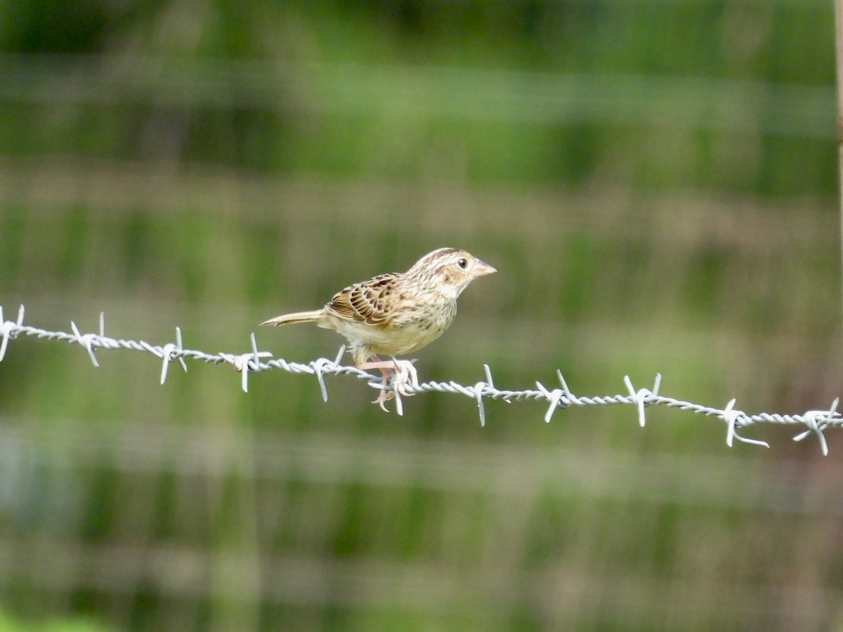 Grasshopper Sparrow - ML640287731