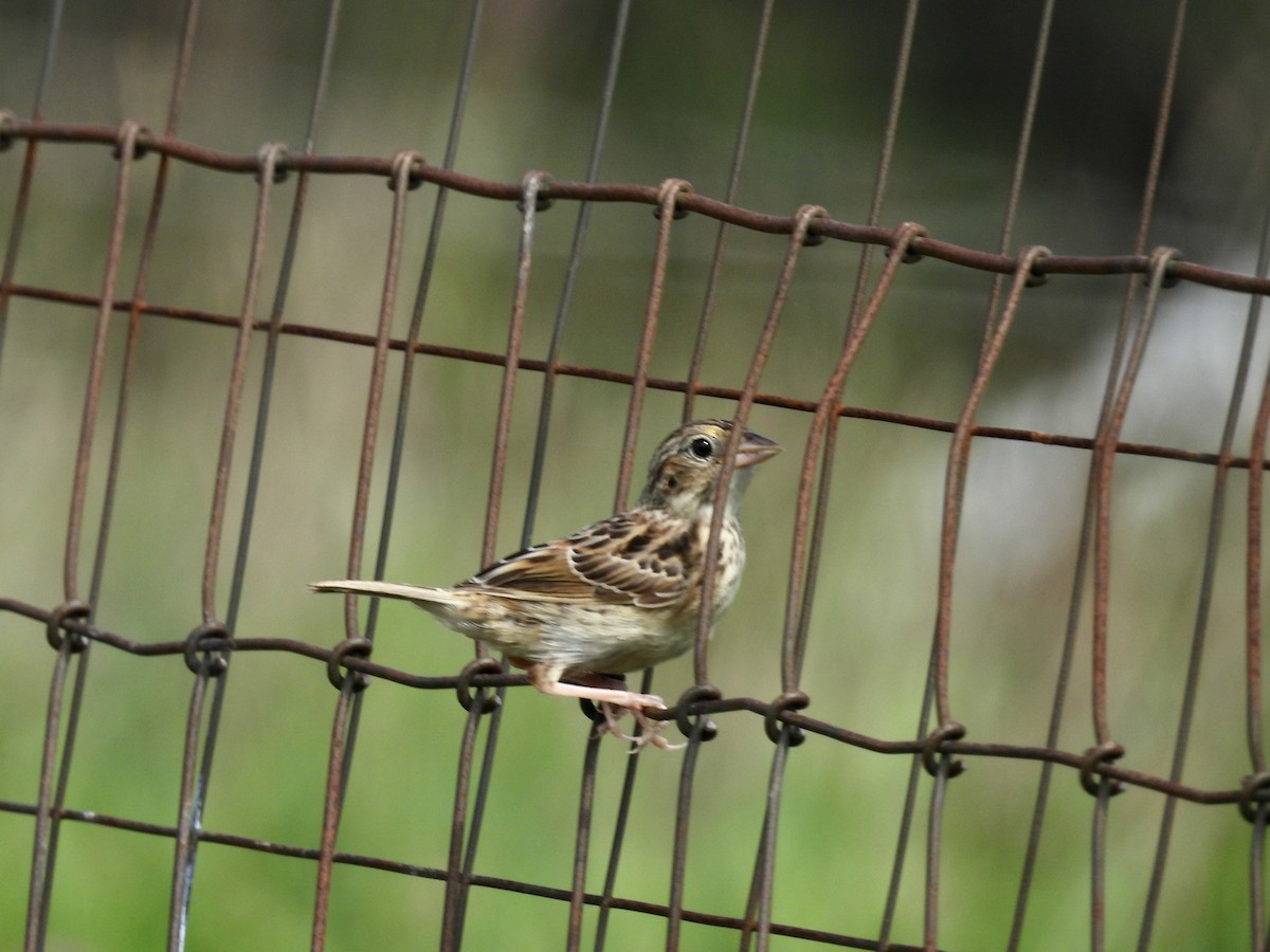 Grasshopper Sparrow - ML640287732