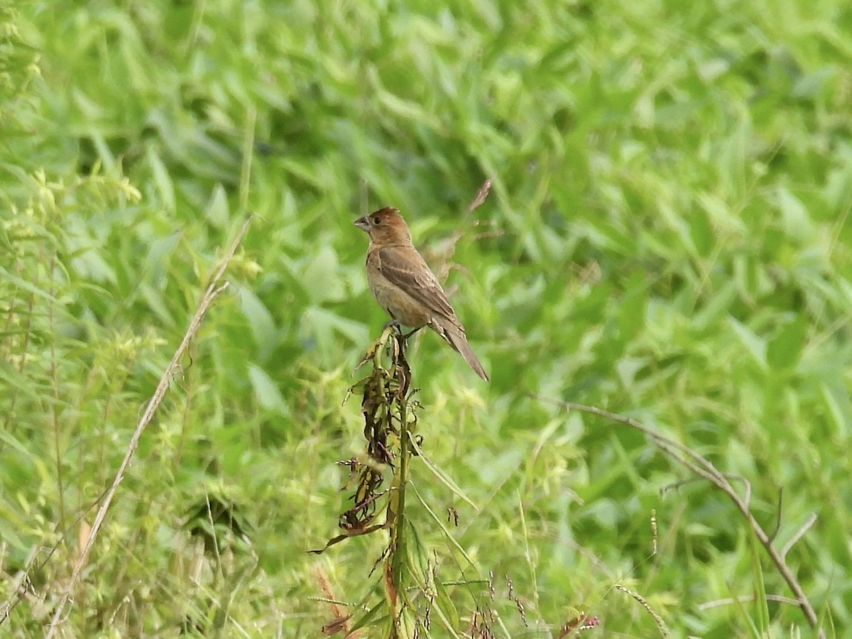 Blue Grosbeak - ML640287736