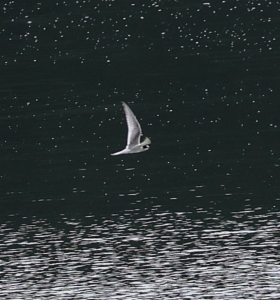 Arctic Tern - ML640287737