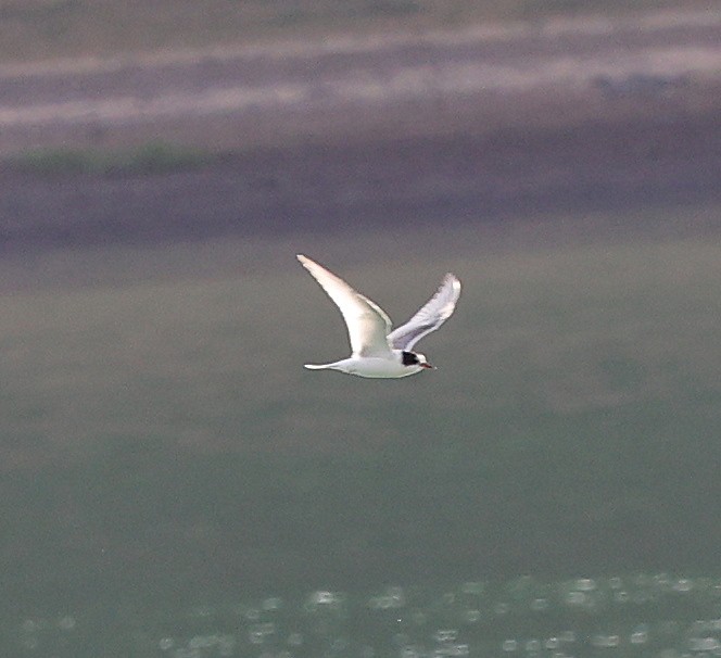 Arctic Tern - ML640287738