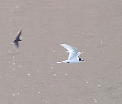 Arctic Tern - ML640287739