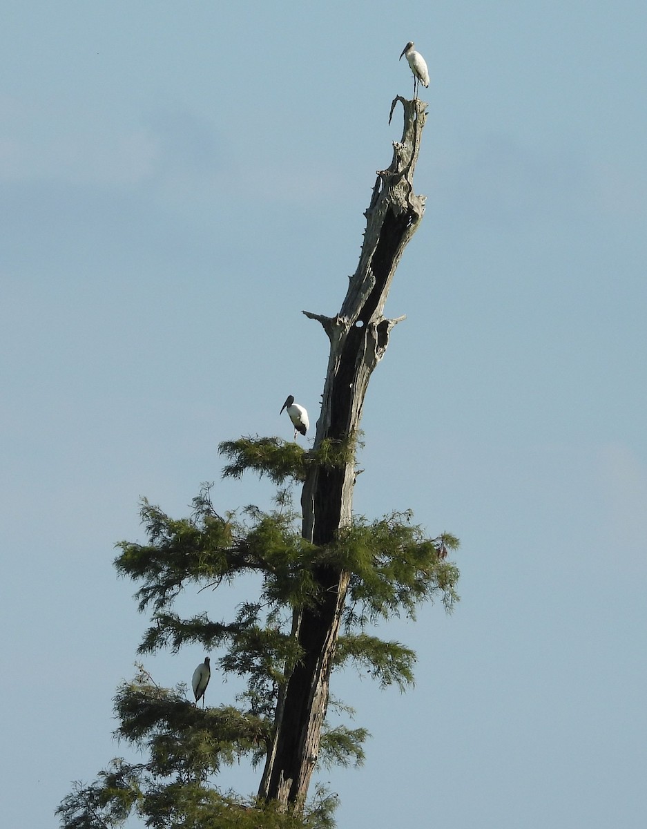 amerikastork - ML640287753