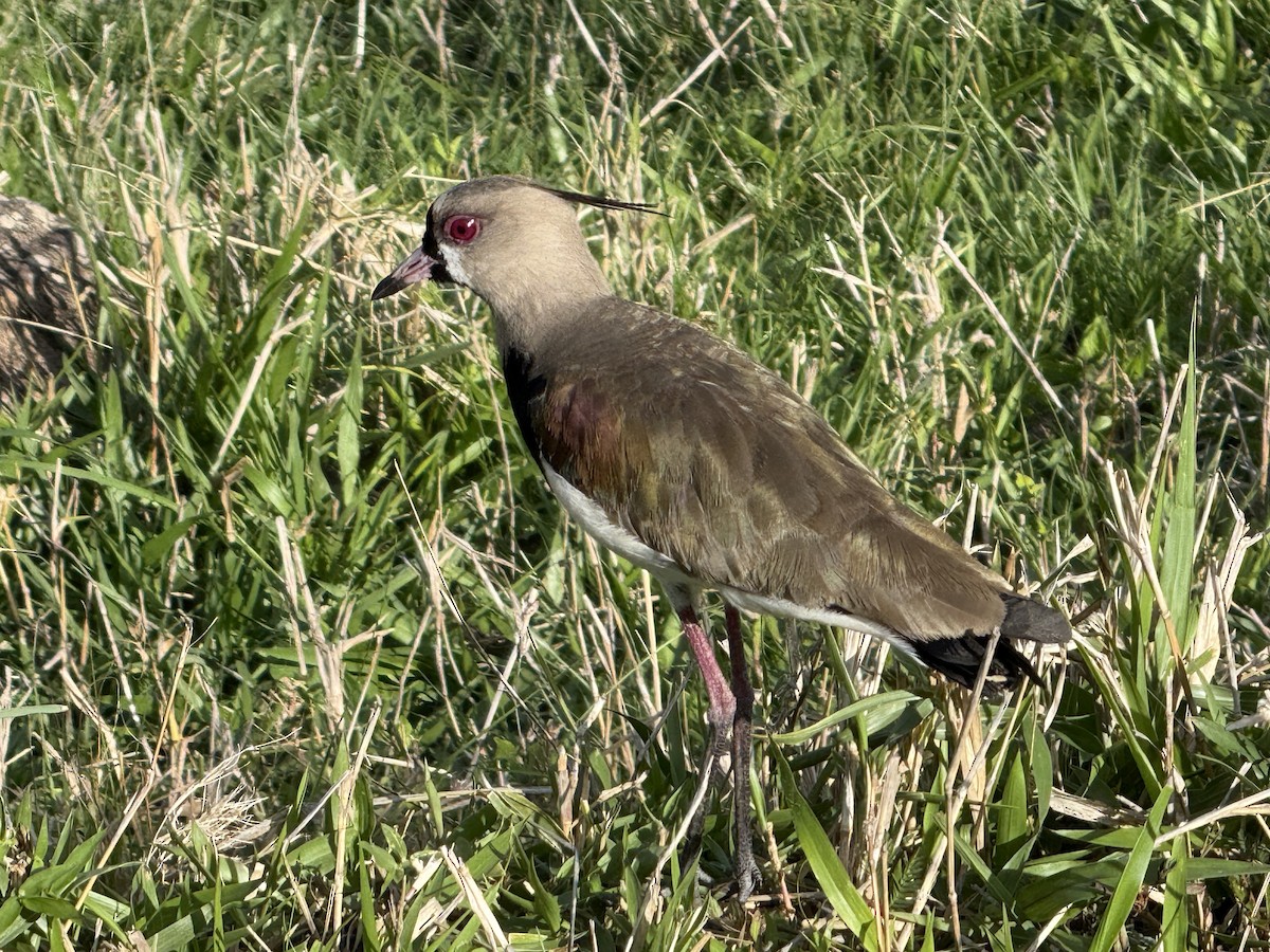Southern Lapwing - ML640287788