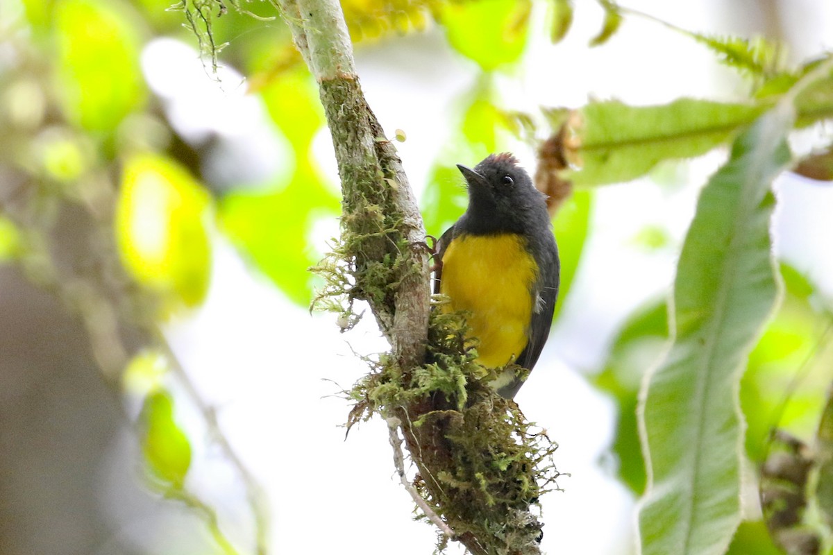 Slate-throated Redstart - ML640287865