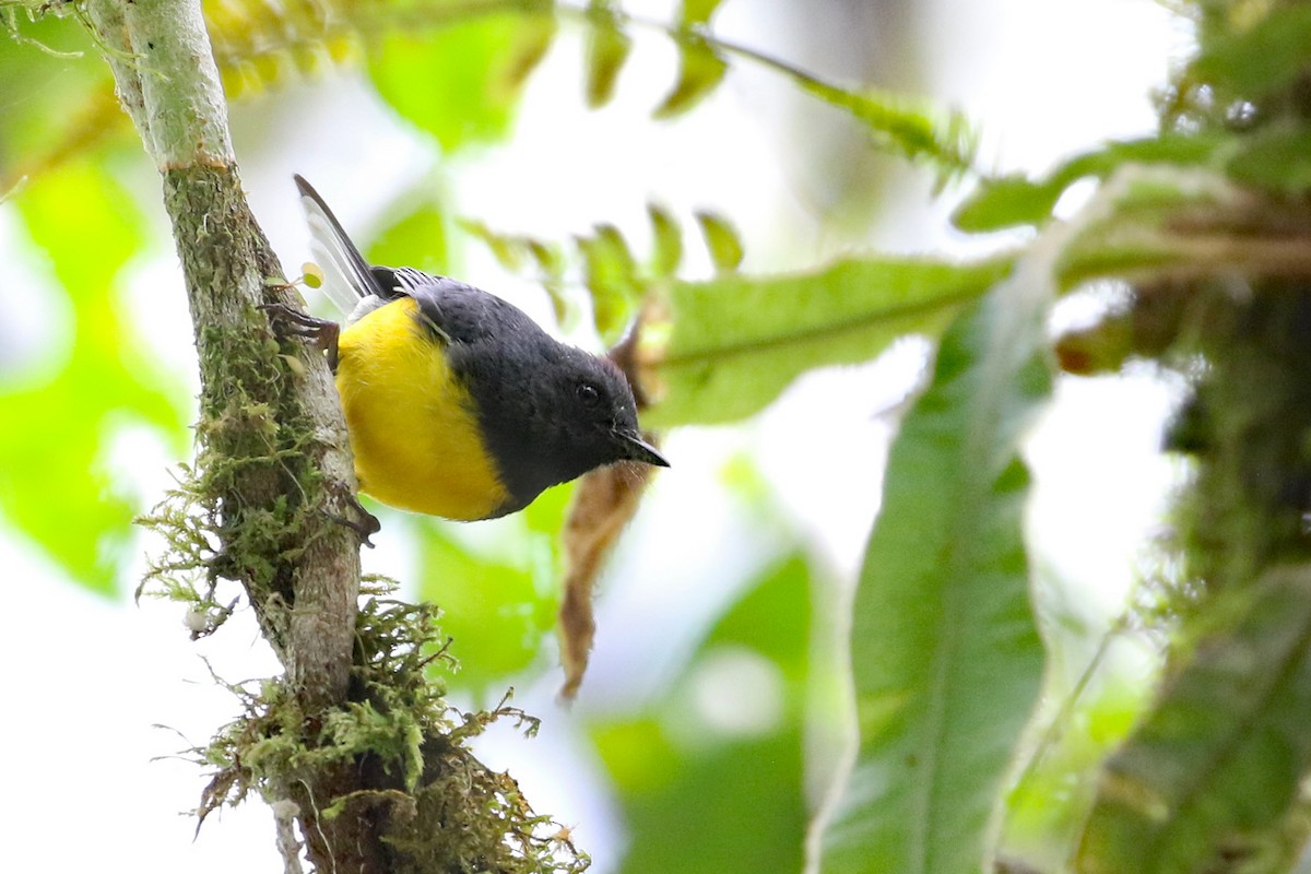 Slate-throated Redstart - ML640287866