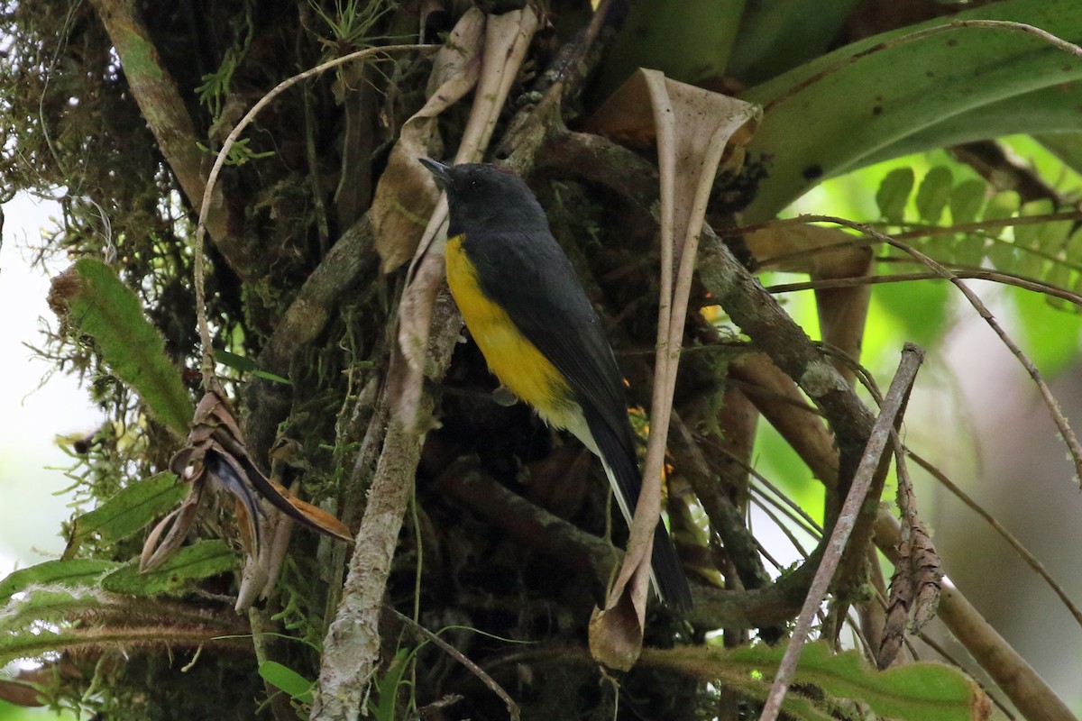 Slate-throated Redstart - ML640287867