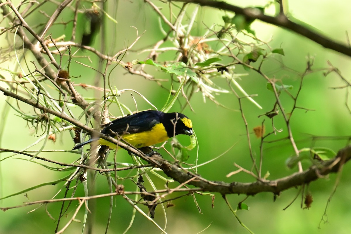 Scrub Euphonia - ML640287874