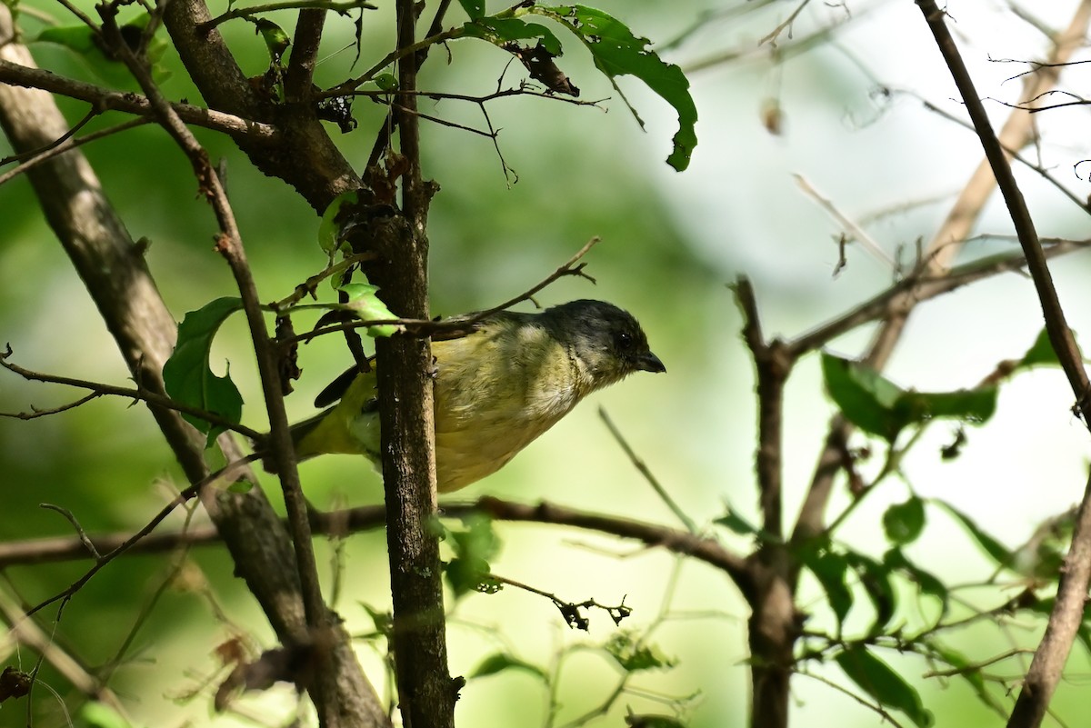 Scrub Euphonia - ML640287875