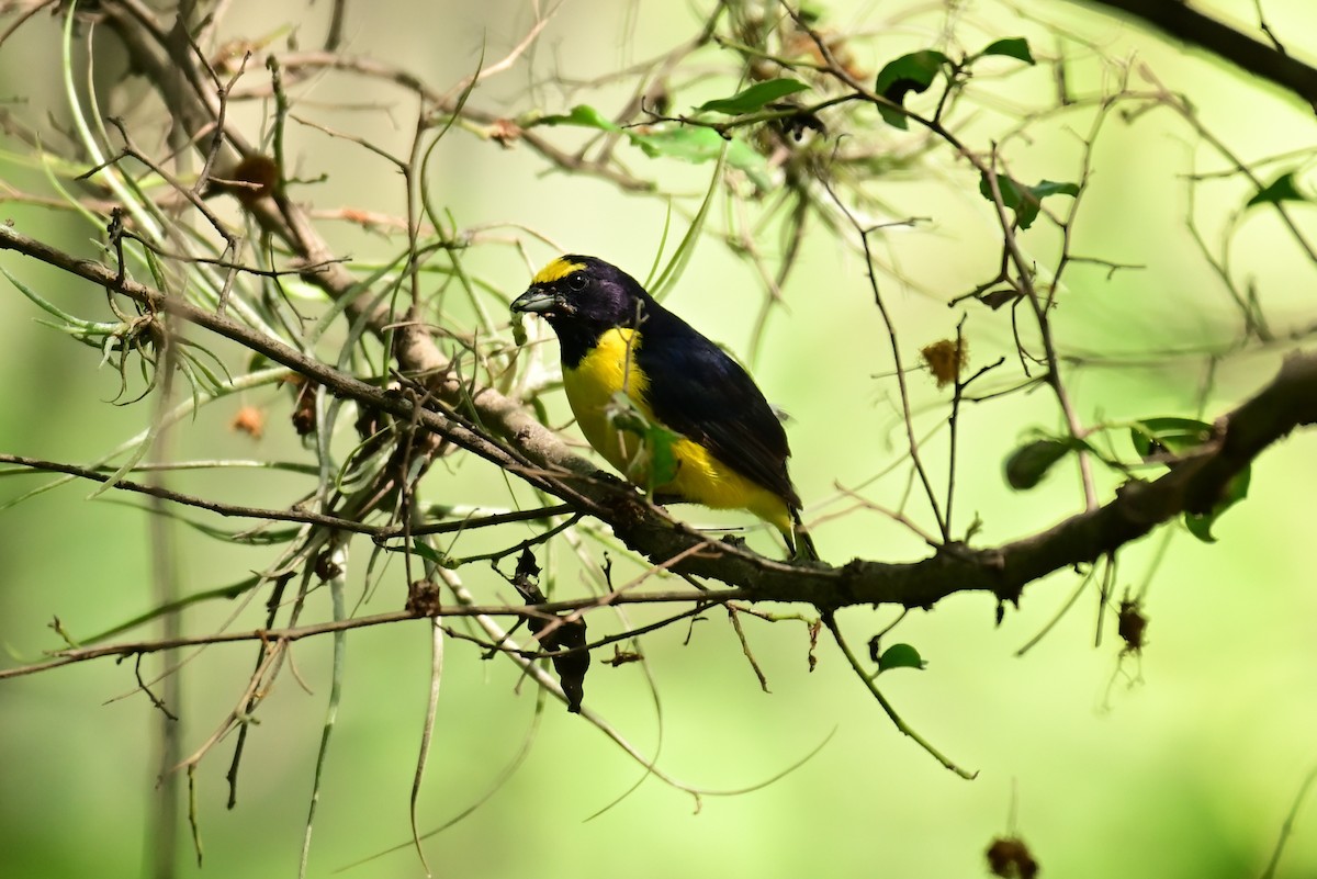 Scrub Euphonia - ML640287876