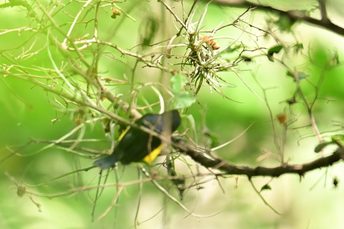 Scrub Euphonia - ML640287878