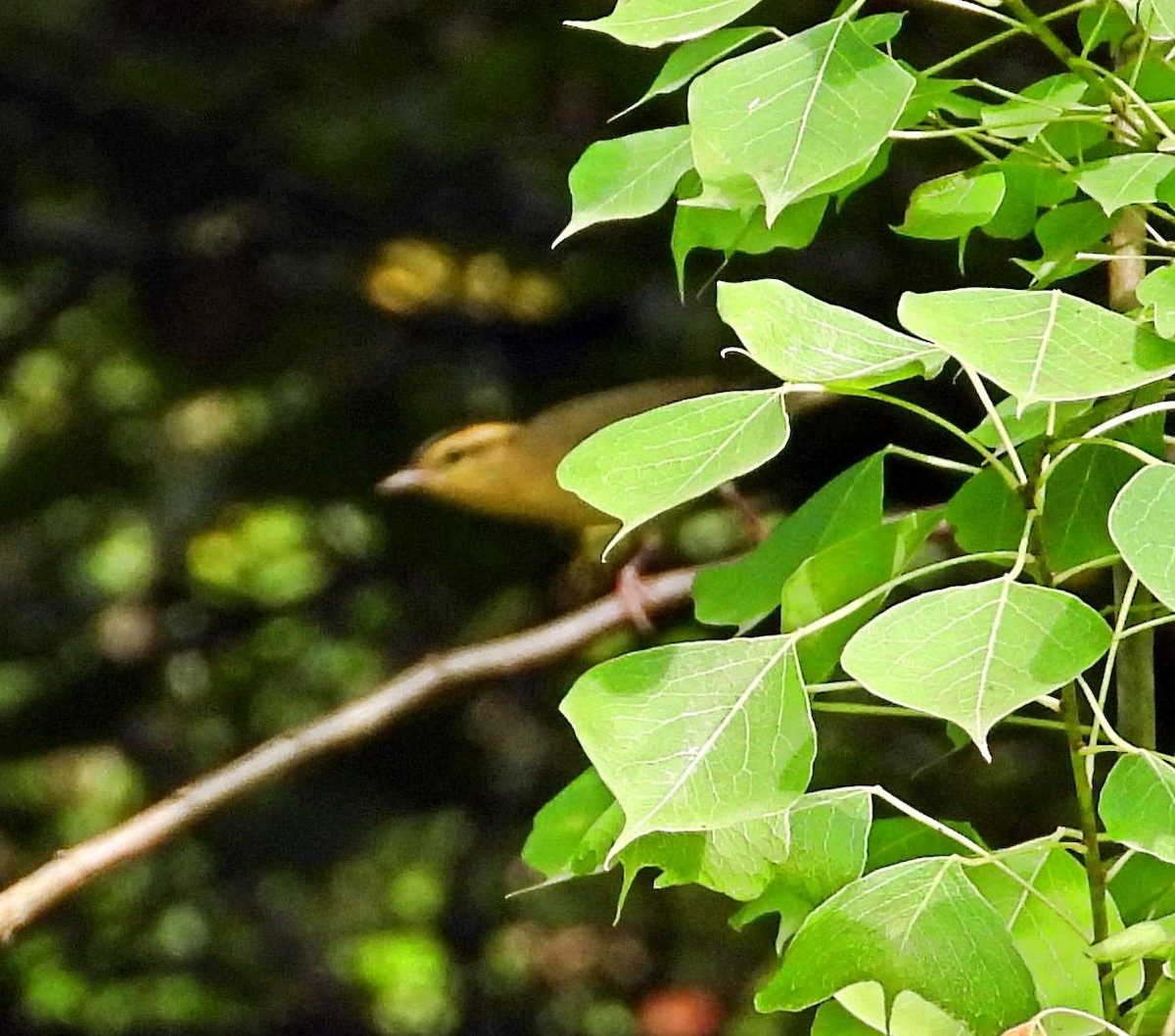 åmeparula - ML640287883